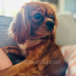 Poppy - Cavalier King Charles Spaniel