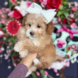 Candy - Apricot female Poodle puppy in Herriman, Utah from Gypsi Doodles & Poodles LLC.