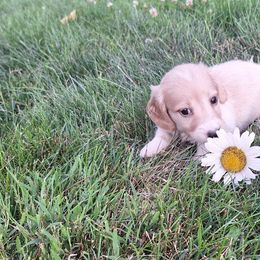 Ried - Cream male Dachshund puppy in Fredericksburg, Ohio from William's Dachshunds