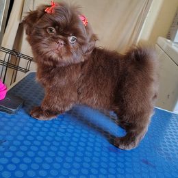 Candee - Chocolate female Shih Tzu puppy in Memphis, Tennessee from Thorntons Fur Crew