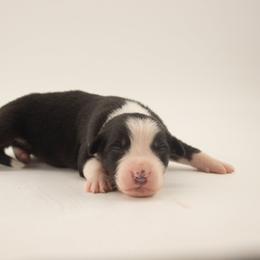 Jellybean - Black tri-color male Australian Shepherd puppy in Placerville, California from BFF Aussies