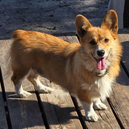 Phoenix - Red female Pembroke Welsh Corgi puppy in Middleburg, Florida from Mulkeys Little Corgis