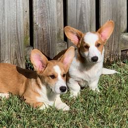 Cardigan Welsh Corgi Puppies from Penfro Corgis