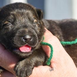 Boy 2 - Sable male German Shepherd puppy in Clarkrange, Tennessee from Vom Wolff