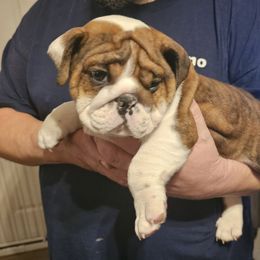 Bulldog Puppies from Magill's Bulldogs