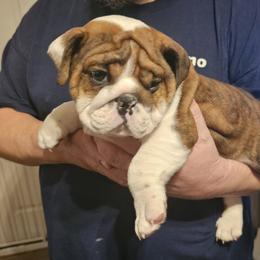Bulldog Puppies from Magill's Bulldogs