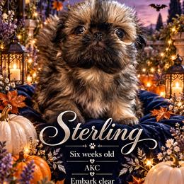 Sterling - Brindle male Shih Tzu puppy in Dallas, Texas from Almost Heaven Shih Tzu