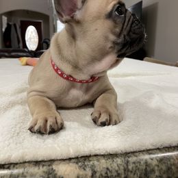 French Bulldog Puppies from Fabi's French Bulldogs