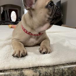 French Bulldog Puppies from Fabi's French Bulldogs