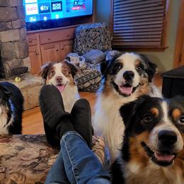 Australian Shepherds from Lynn Gregory Aussie family
