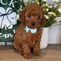 Dustin - Blue - Red male Cavapoo puppy in South Jordan, Utah from Simply Sweet Paws. LLC