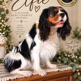 Elfie - Tri-color female Cavapoo puppy in Ririe, Idaho from Diamond H Puppies