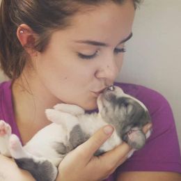 Goldendoodle and Aussiedoodle Puppies from Sister Doodles