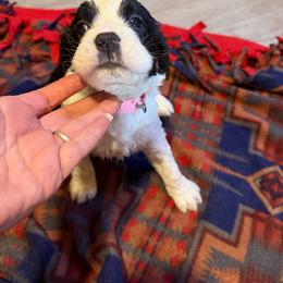 Girl 3 light pink - Black and white female English Springer Spaniel puppy in Lufkin, Texas from Shifletknight Springer Spaniels