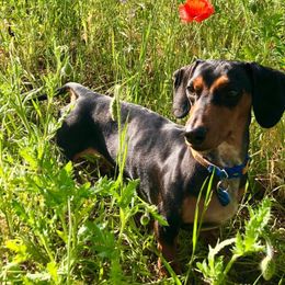 Mycroft Holmes - Dachshund