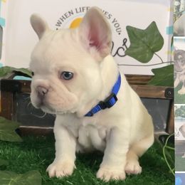 Jerry - French Bulldog puppy in Wilson County, Texas from Amanda Castillo's Frenchies