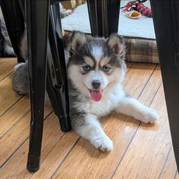 Echo - Blue female Pomsky puppy in Charlotte, Michigan from Moore Pomskies