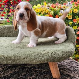 Pink Girl Dolly - Lemon and white female Basset Hound puppy in Foley, Alabama from Jubilee Basset Hounds