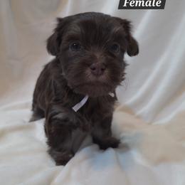 Chocolate female light purple female - Chocolate female Havanese puppy in Medina, Ohio from Momma's Minis