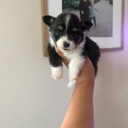 Boone - Black and tan male Pembroke Welsh Corgi puppy in Red Bluff, California from Wilder Ranch Corgis