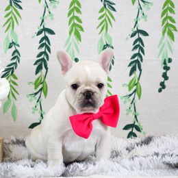 French Bulldog Puppies from Battery Creek Frenchies