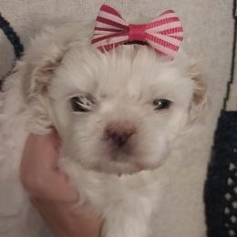 Lavender girl - Lilac female Shih Tzu puppy in Arcadia, Florida from Kitsune Cuddles and kisses