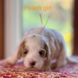 Peach Collar - Apricot female Australian Labradoodle puppy in Coeur D'alene, Idaho from Lake City Labradoodles
