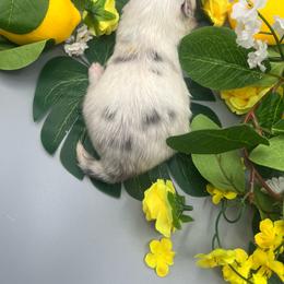 Girl 3 - Blue merle female Pomeranian puppy in Brentwood, California from Royalpawpoms