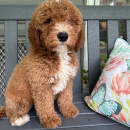 Marc - Red  male Goldendoodle puppy in Camden, North Carolina from Oopsie Doodles of NC