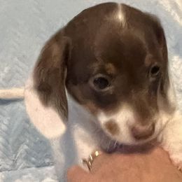 Dachshunds from Wild West Wiener Lovers