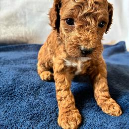 Sleepy - Red male Cockapoo puppy in Adrian, Oregon from ApplebyFarm