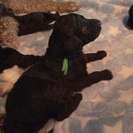 Denver -green color - Brown male Bernedoodle puppy in Aurora, Colorado from Simply Amazing Doodles