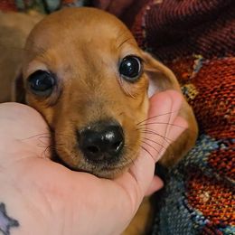 Dachshund Puppies from Samantha Spanton