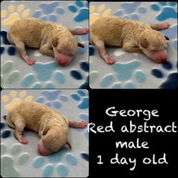 George - Red  male Poodle puppy in Wheatland, California from Sapphire Ridge Poodles