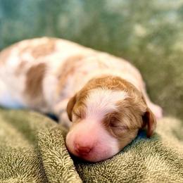Sequoia - Parti female Goldendoodle puppy in Stockton, California from Port City Doodles