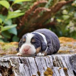Poison Ivy (Yellow Collar) - Black rust and white female Bernese Mountain Dog puppy in Stanwood, Washington from Butter Cup Pups and Paws