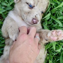Australian Shepherd Puppies from Canyon South Aussies