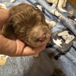 Aiden - male Newfypoo puppy in San Antonio, Texas from Mammoth Doodles