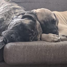 Mastiffs from Geier's English Mastiff's🐾❤️