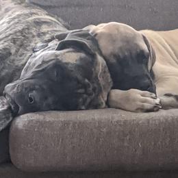 Mastiffs from Geier's English Mastiff's🐾❤️