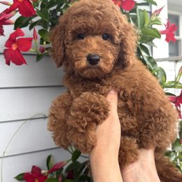 August Theodore - Red  male Poodle puppy in Berrien Springs, Michigan from Michigan Mini & Toy Red Poodles
