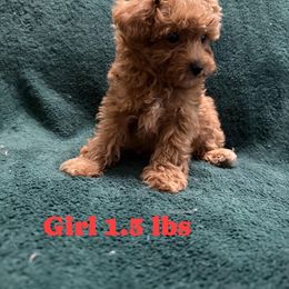 Summer - Red  female Poodle puppy in Auburn, Georgia from Southern Poodles