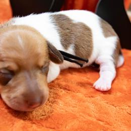 Black Collar - Red female Dachshund puppy in Washington from Devoted Doxies, Lorraine’s Yorkies