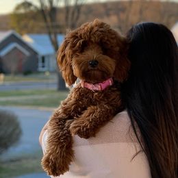 Maggie - Goldendoodle