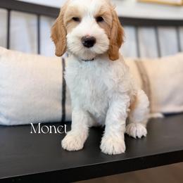 Monet - Red male Australian Labradoodle puppy in Cave Creek, Arizona from Welcome Home Doodles