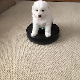 "fearless!!!!" Samoyed Puppies from Bluegrass Samoyeds
