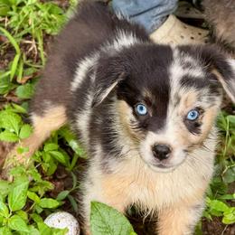 Rune - Blue merle male Miniature Australian Shepherd puppy in Patterson, North Carolina from DreamLine Aussies
