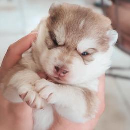 Apricot - Sable and white female Siberian Husky puppy in Bly, Oregon from Hill Top Huskies