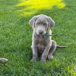 Silver female -teal - Silver female Dilute Retriever puppy in Teton County, Montana from East Front Labradors & Treasure State Schnauzers