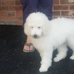 Poodle Puppies from Standard Hearts